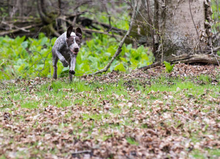 german shorthaired pointer running in the woodsの写真素材