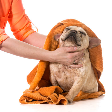 drying french bulldog off with a towel after bathの写真素材