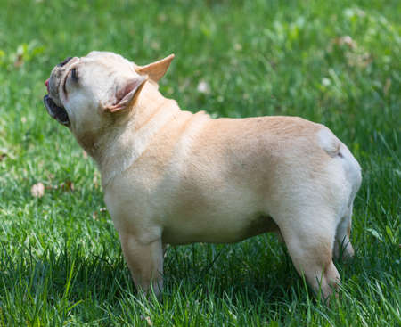 french bulldog puppy standing in the grassの写真素材