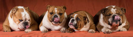 four english bulldogs all licking on orange backgroundの写真素材