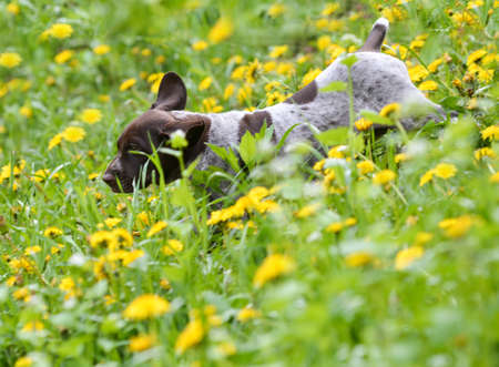 puppy running in the dandelions - german shorthaired pointer puppyの写真素材