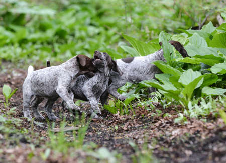 litter of german shorthaired pointer puppies playing outside in the woodsの写真素材
