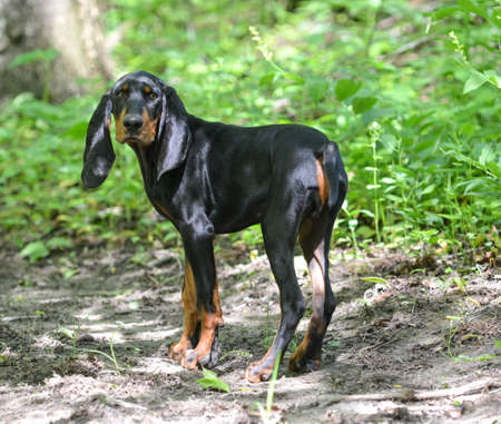 black and tan coonhound walking on a trail in the woodsの写真素材