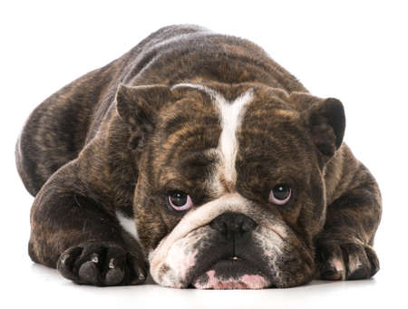 english bulldog laying down looking at viewer on white backgroundの写真素材