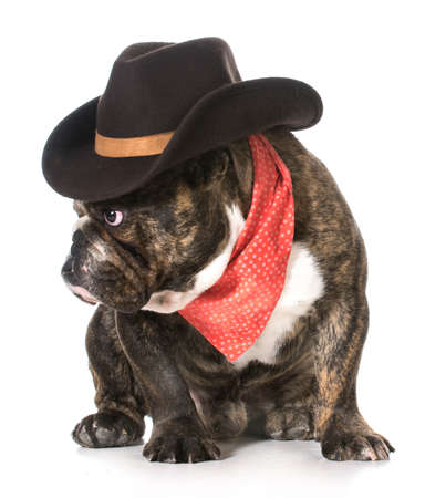 country dog - english bulldog wearing red bandanna and cowboy hat on white backgroundの写真素材