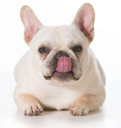 french bulldog puppy laying down licking lips on white backgroundの写真素材