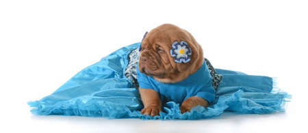 cute puppy - female dogue de bordeaux wearing blue dress on white backgroundの写真素材
