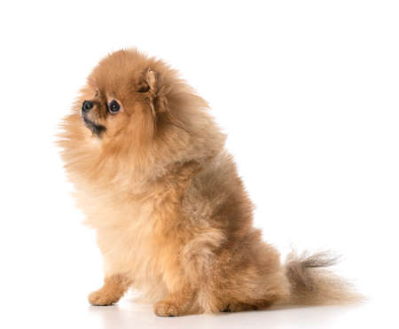 pomeranian sittingの写真素材