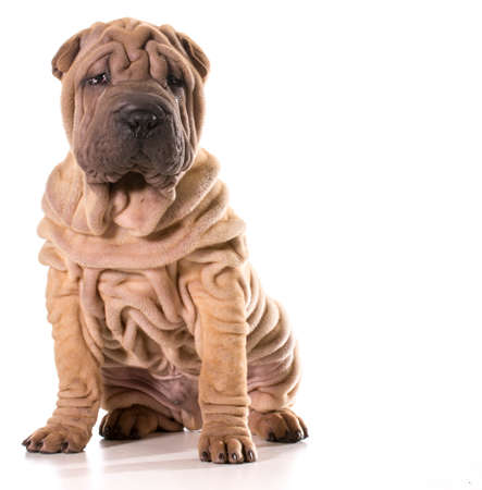 chinese shar pei sitting isolated on white backgroundの写真素材