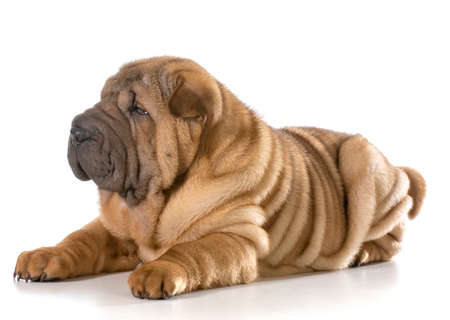 chinese shar pei puppy laying down isolated on white background - 4 months oldの写真素材