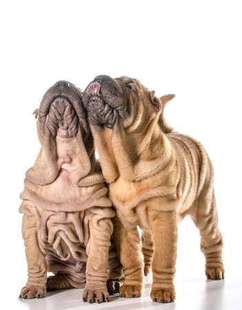 two chinese shar pei puppies looking up isolated on white background - 4 months oldの写真素材