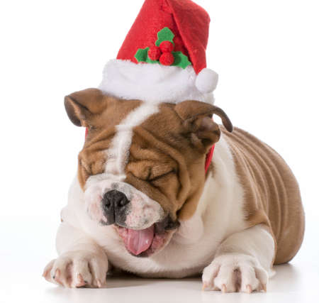 english bulldog puppy wearing christmas hatの写真素材