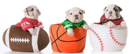 sports hounds - bulldog puppies sitting in sports ballsの写真素材