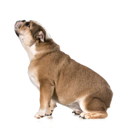 english bulldog reaching up begging - 8 months oldの写真素材