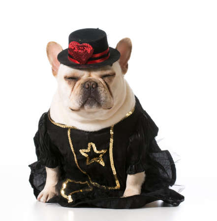 female french bulldog wearing clothingの写真素材