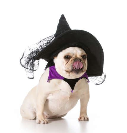 french bulldog wearing witch costumeの写真素材