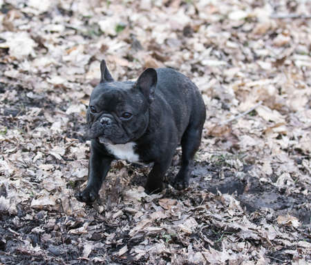 french bulldog playing outside in the springの写真素材