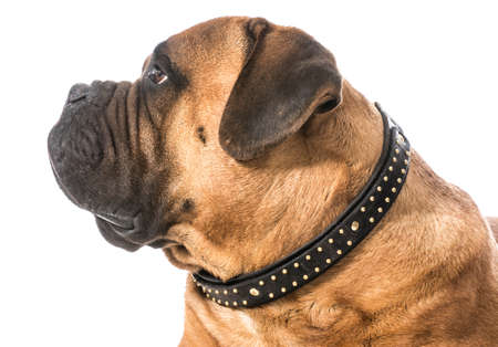 bullmastiff male portrait on white backgroundの写真素材