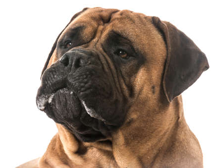 bullmastiff drooling on white backgroundの写真素材