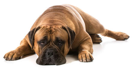 resting dogの写真素材