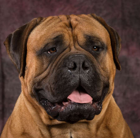bullmastiff male portrait on purple backgroundの写真素材