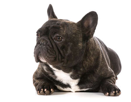 french bulldog laying down with head upの写真素材