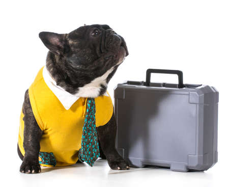 working dog - french bulldog with silly expression sitting beside briefcaseの写真素材