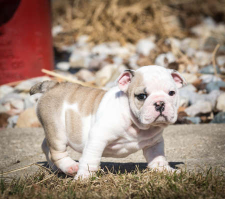 english bulldog puppy playing outside in the yardの写真素材