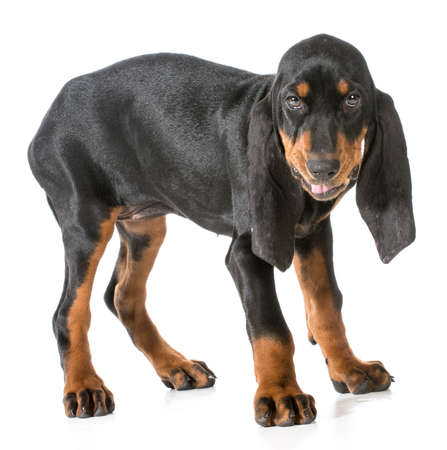 black and tan coonhound with silly expression on white backgroundの写真素材