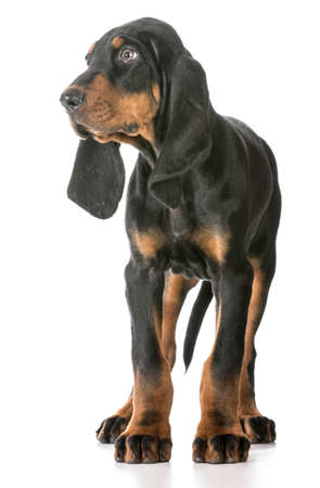 cute puppy - black and tan coonhound standing on white backgroundの写真素材