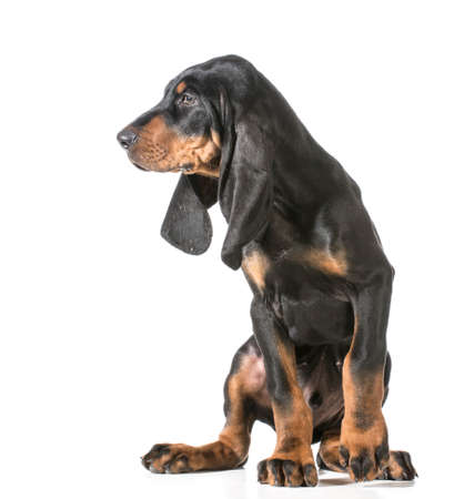 cute puppy - black and tan coonhound sitting on white backgroundの写真素材