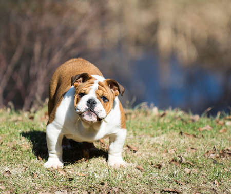 cute english bulldog puppy playing outside in the grassの写真素材