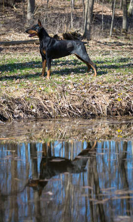 doberman pinscher standing by waters edge with reflectionの写真素材