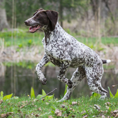 german shorthaired pointer running in a parkの写真素材