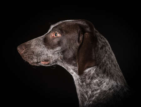 german shorthaired pointer head profile on black backgroundの写真素材