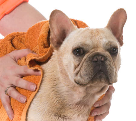 dog bath - french bulldog being dried off on white backgroundの写真素材