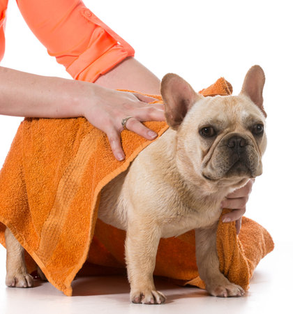 drying french bulldog off with a towel after bathの写真素材