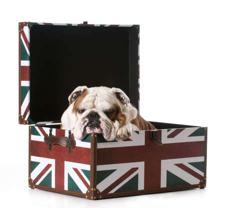 english bulldog sitting inside a british flag trunkの写真素材