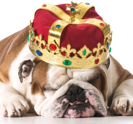 dog wearing crown isolated on white - english bulldogの写真素材