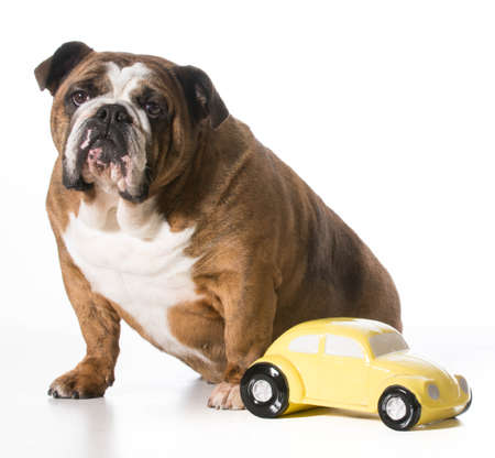 concept of travelling with pets - english bulldog sitting beside toy car on white backgroundの写真素材
