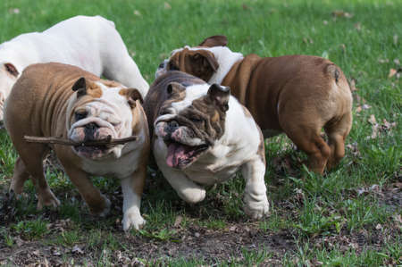 four english bulldogs playing outside in the grassの写真素材