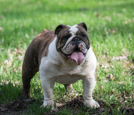 english bulldog standing in the grassの写真素材