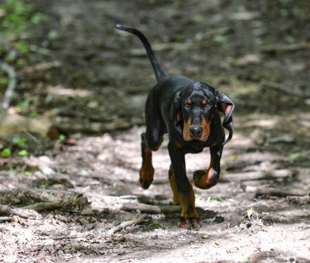 black and tan coonhound walking on a trail in the woodsの写真素材