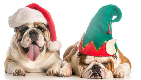 christmas dogs dress like santa and and elf - english bulldogの写真素材