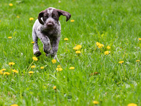 puppy running in the dandelions - german shorthaired pointer puppyの写真素材