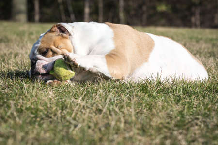 english bulldog playing with tennis ball outside in the grassの写真素材