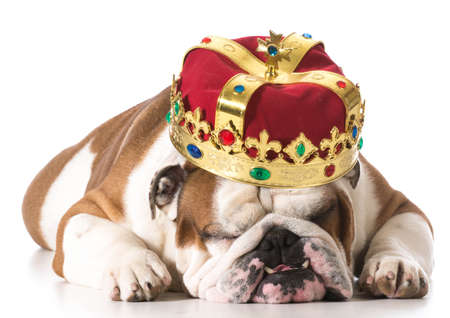 dog wearing crown isolated on white - english bulldogの写真素材