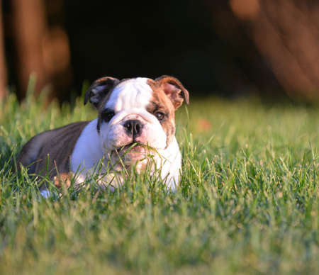 english bulldog puppy laying down eating the grassの写真素材