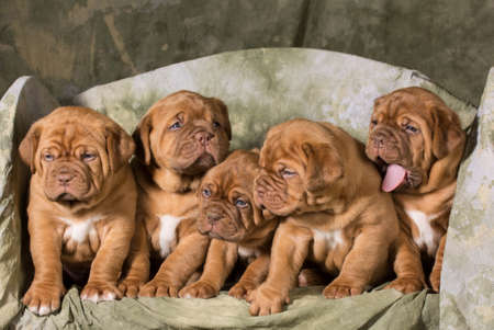 litter of dogue de bordeaux puppies - 5 weeks oldの写真素材