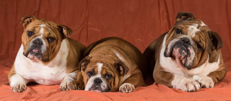 three english bulldogs laying down togetherの写真素材
